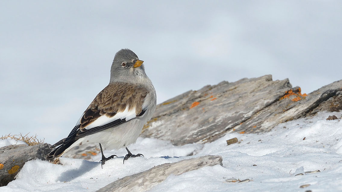 Bartgeier, Gypaète Barbu, Quebrantahuesos, Lämmergeier, Lammergeier, 