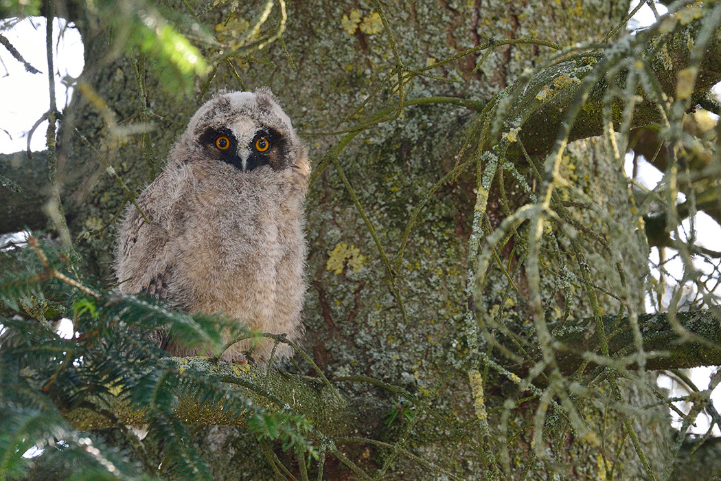 Hibou moyen-duc, Waldohreule, Gufo comune, Long-eared Owl 