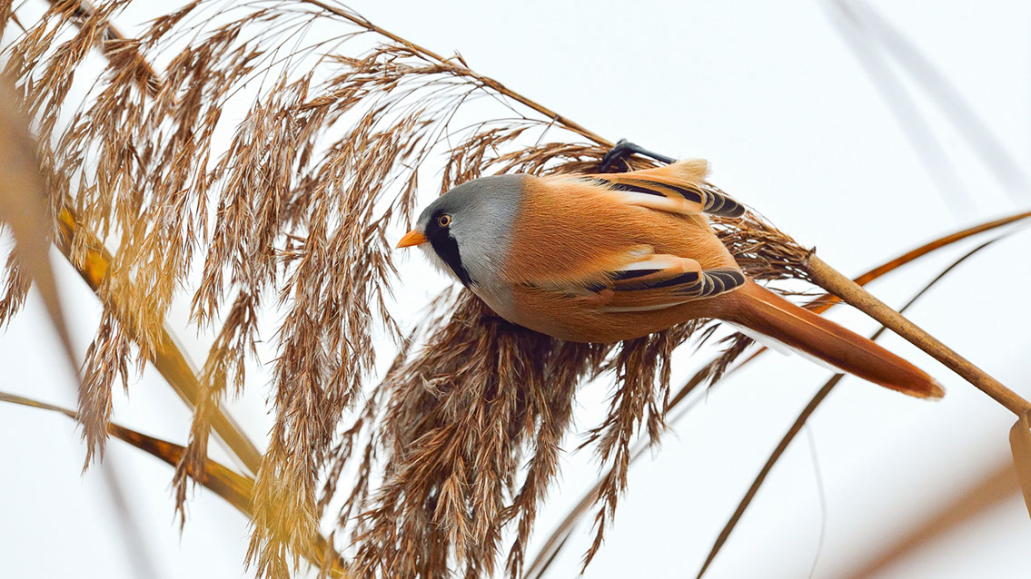 Bartgeier, Gypaète Barbu, Quebrantahuesos, Lämmergeier, Lammergeier, 