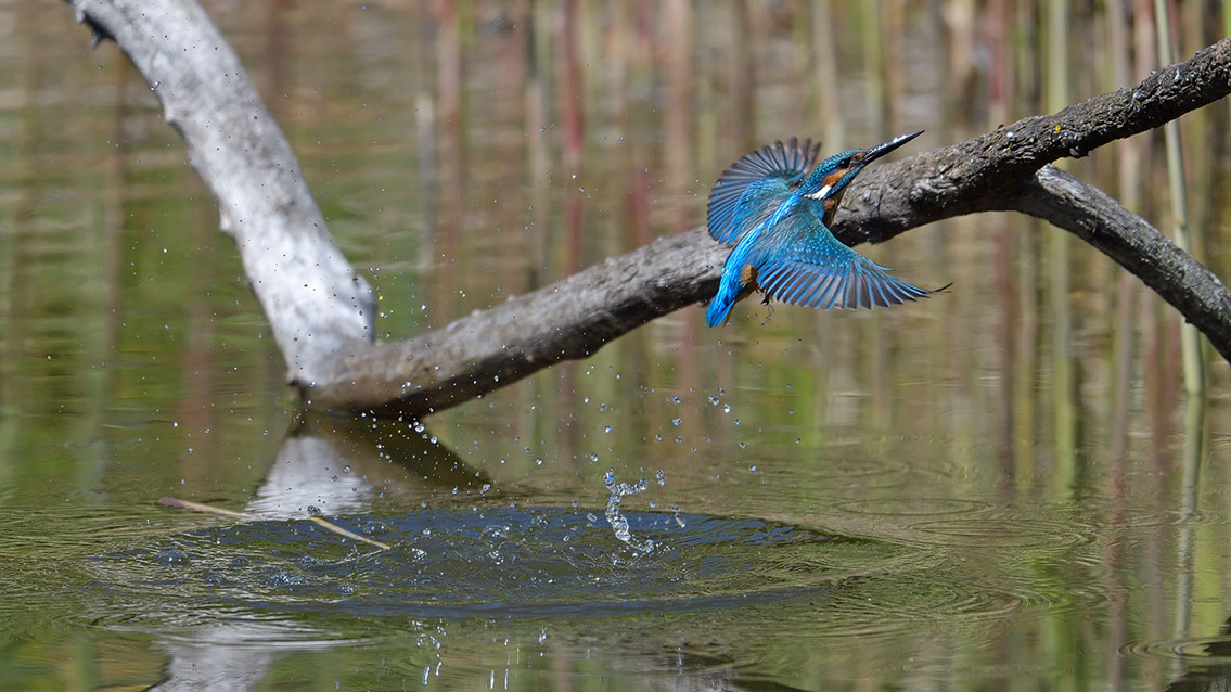 Bartgeier, Gypaète Barbu, Quebrantahuesos, Lämmergeier, Lammergeier, 