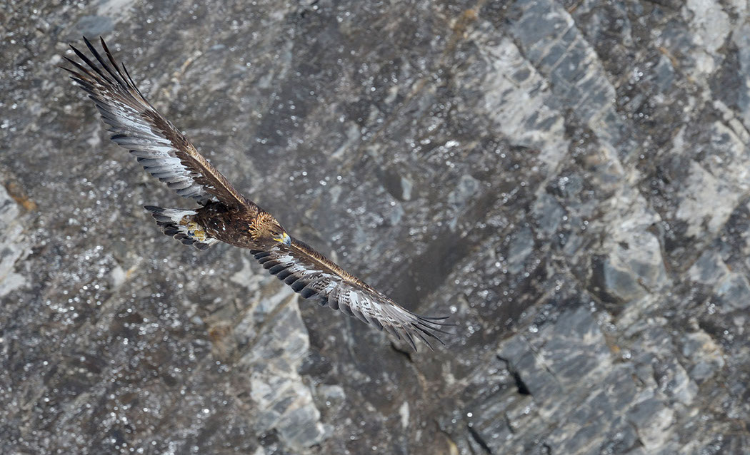 Steinadler Schweiz Alpen fliegend Adult