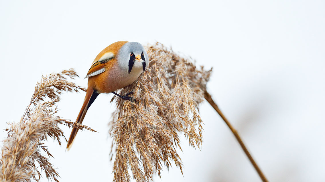Bartgeier, Gypaète Barbu, Quebrantahuesos, Lämmergeier, Lammergeier, 