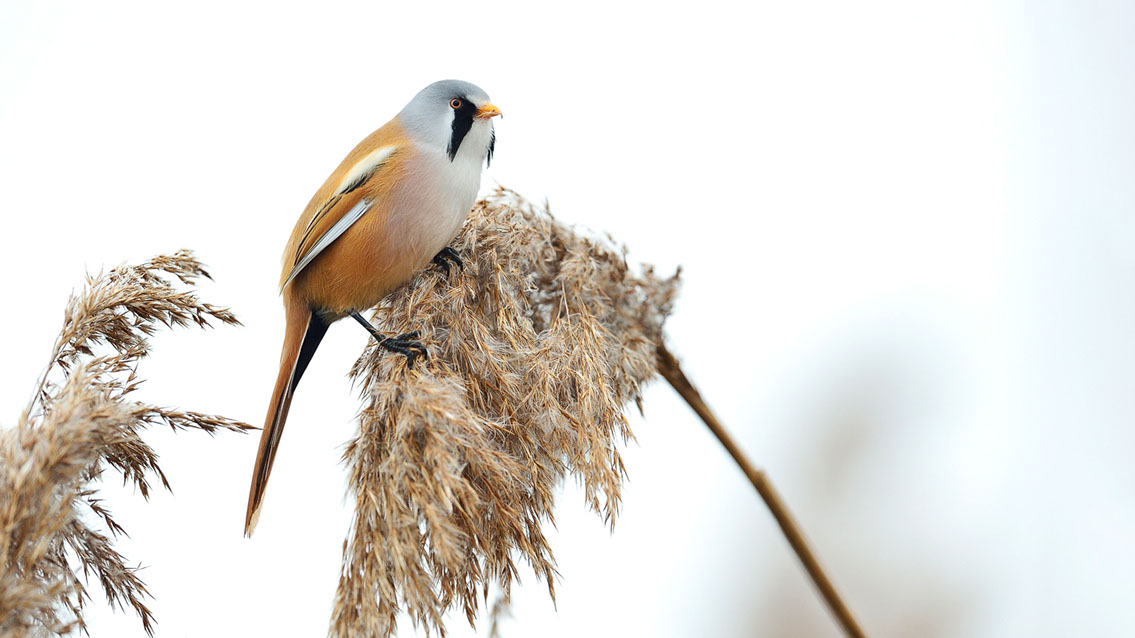 Bartgeier, Gypaète Barbu, Quebrantahuesos, Lämmergeier, Lammergeier, 