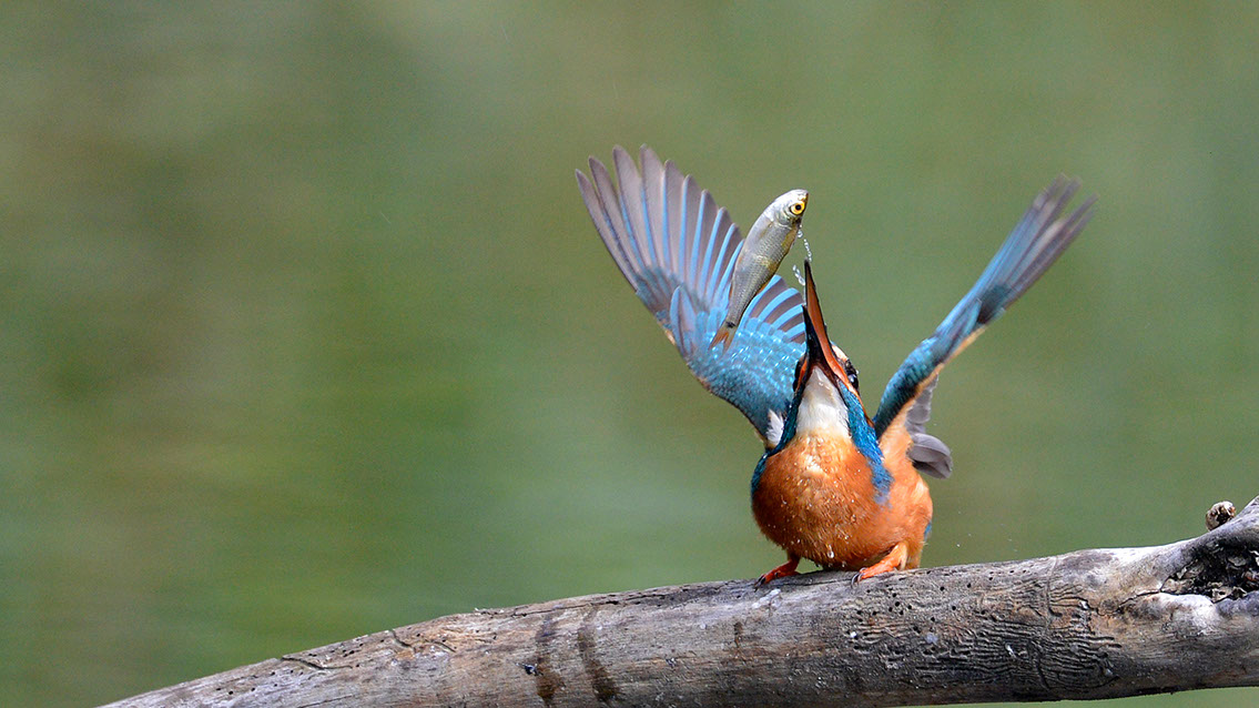 Bartgeier, Gypaète Barbu, Quebrantahuesos, Lämmergeier, Lammergeier, 