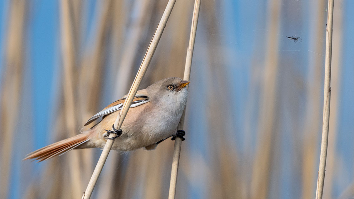 Bartgeier, Gypaète Barbu, Quebrantahuesos, Lämmergeier, Lammergeier, 