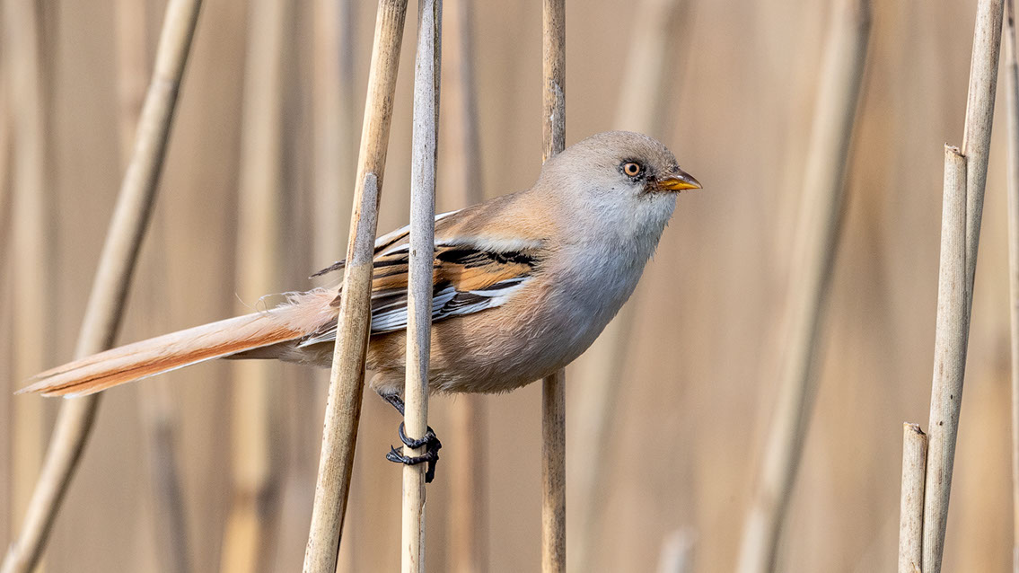Bartgeier, Gypaète Barbu, Quebrantahuesos, Lämmergeier, Lammergeier, 