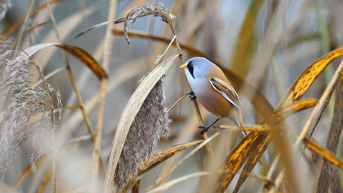 Bartgeier, Gypaète Barbu, Quebrantahuesos, Lämmergeier, Lammergeier, 