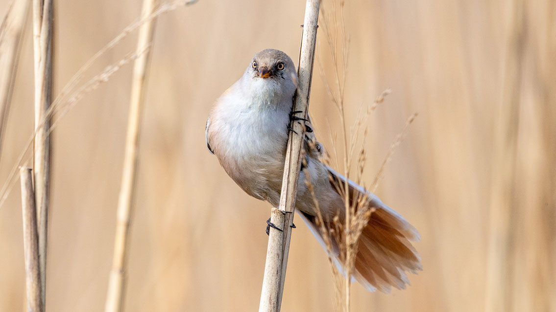 Bartgeier, Gypaète Barbu, Quebrantahuesos, Lämmergeier, Lammergeier, 