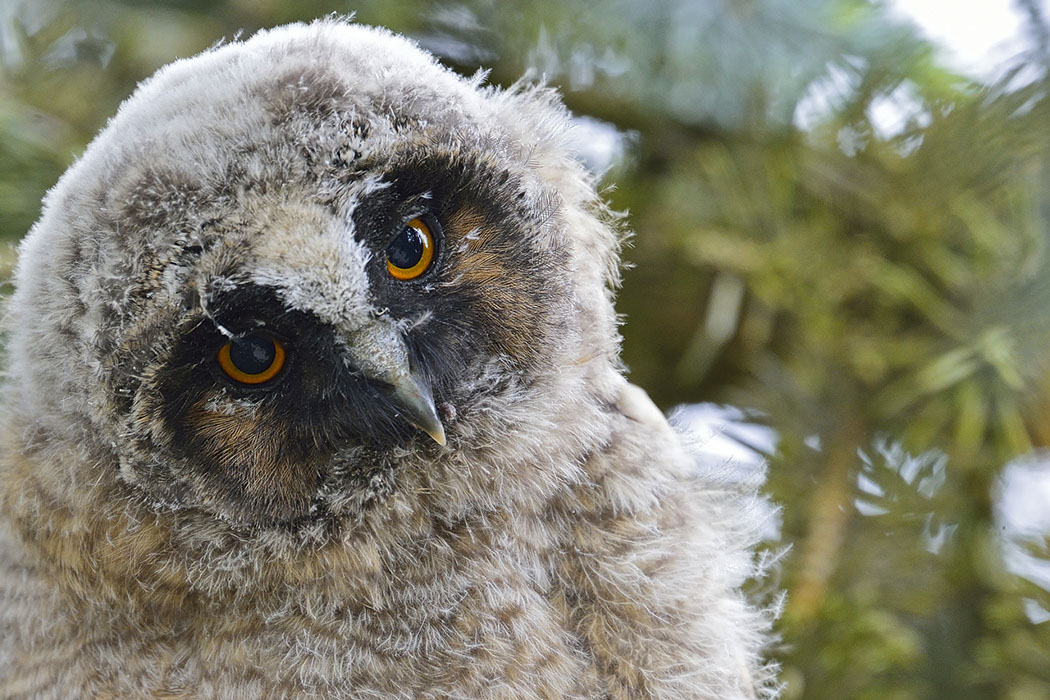 Hibou moyen-duc, Waldohreule, Gufo comune, Long-eared Owl 