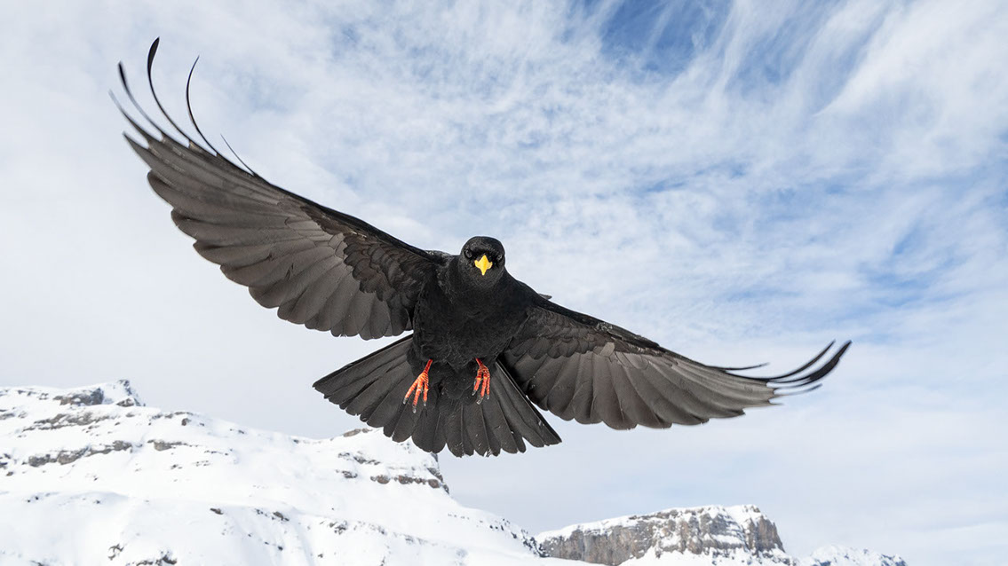 Bartgeier, Gypaète Barbu, Quebrantahuesos, Lämmergeier, Lammergeier, 