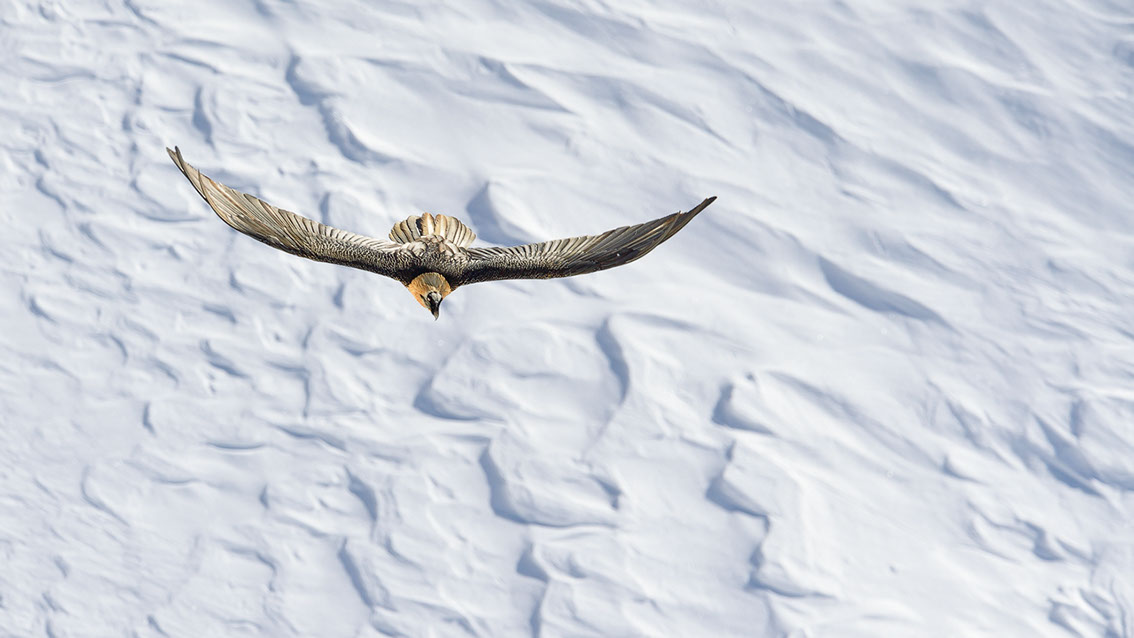 Bartgeier Schweiz Alpen fliegend Adult Gyaéte en vol Lammergeier Bearded Vulture