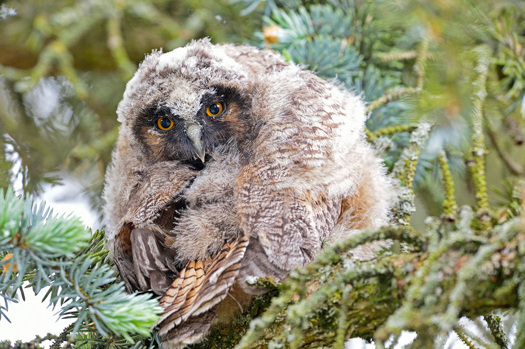 Hibou moyen-duc, Waldohreule, Gufo comune, Long-eared Owl 