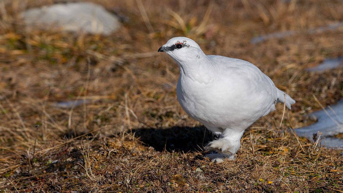 Bartgeier, Gypaète Barbu, Quebrantahuesos, Lämmergeier, Lammergeier, 