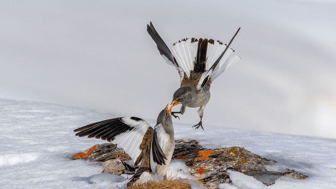 Bartgeier, Gypaète Barbu, Quebrantahuesos, Lämmergeier, Lammergeier, 