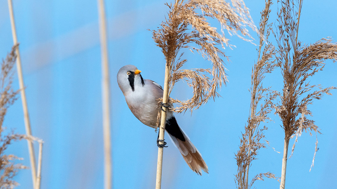 Bartgeier, Gypaète Barbu, Quebrantahuesos, Lämmergeier, Lammergeier, 
