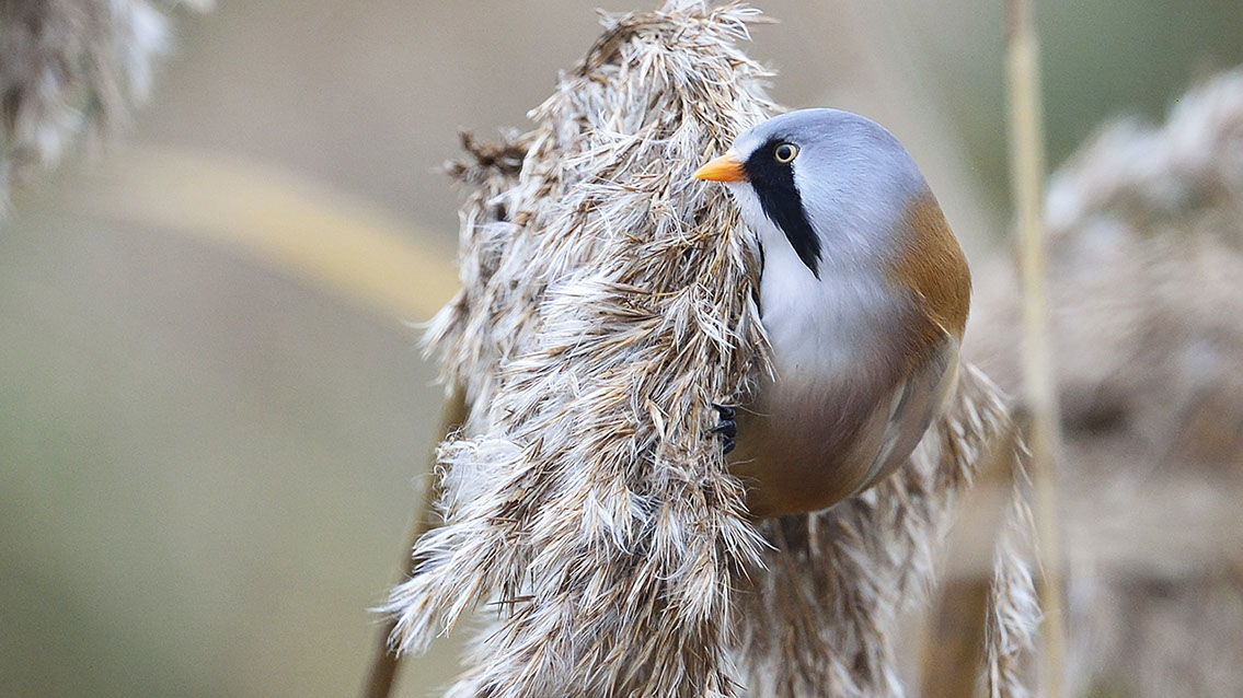 Bartgeier, Gypaète Barbu, Quebrantahuesos, Lämmergeier, Lammergeier, 