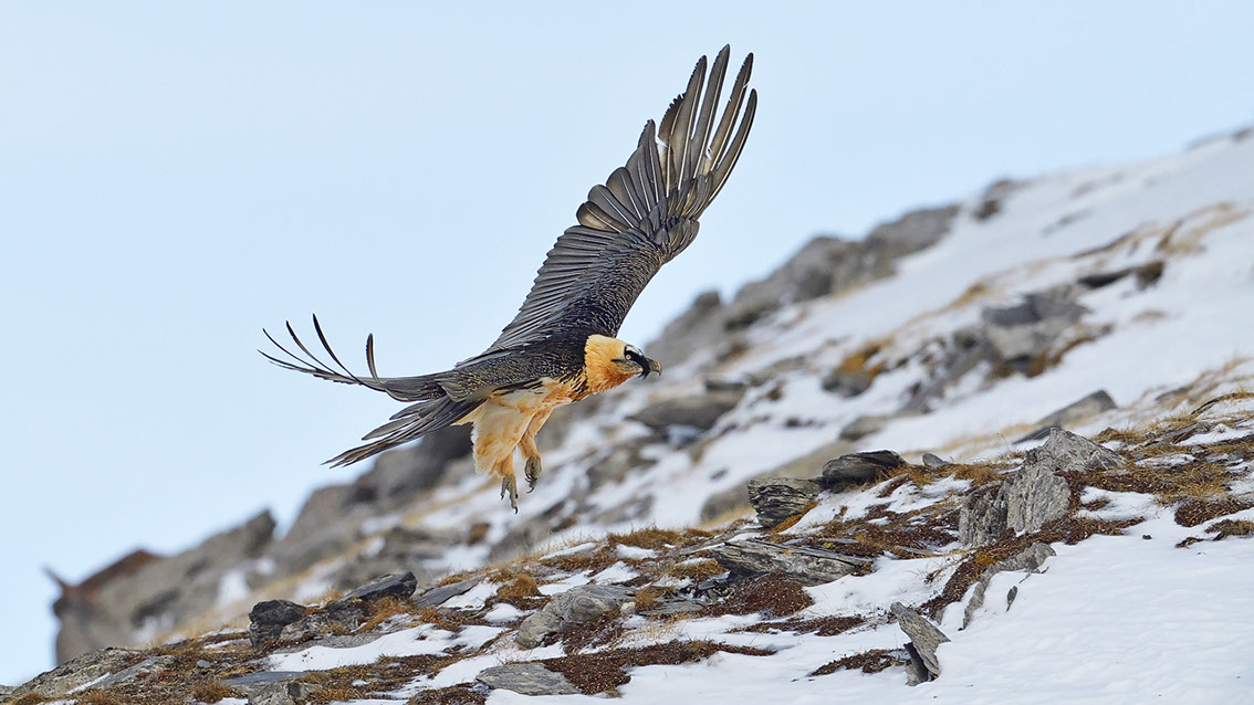 Bartgeier Schweiz Alpen fliegend Adult Gyaéte en vol Lammergeier Bearded Vulture