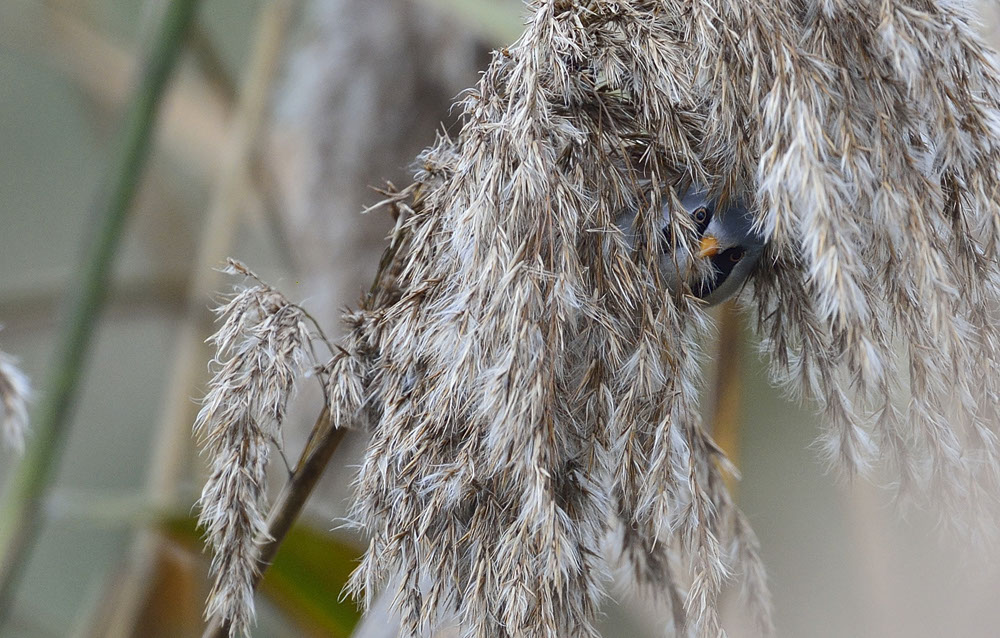 Bartgeier, Gypaète Barbu, Quebrantahuesos, Lämmergeier, Lammergeier, 