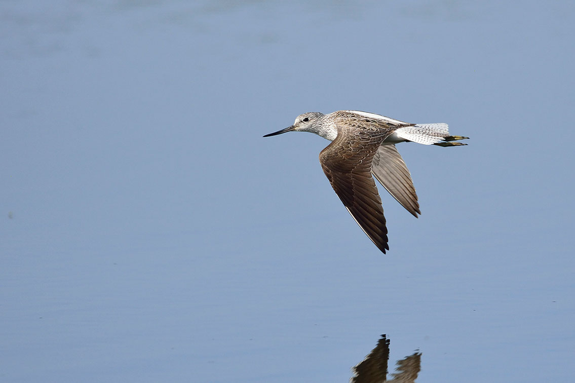 Bartgeier, Gypaète Barbu, Quebrantahuesos, Lämmergeier, Lammergeier, 