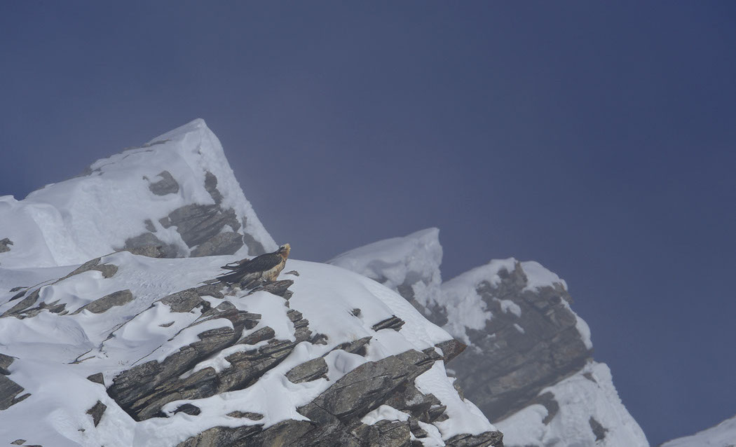 Bartgeier, Gipeto, Lammergeier, Bearded Vulture, Gypaète, Gypaetus barbatus, 