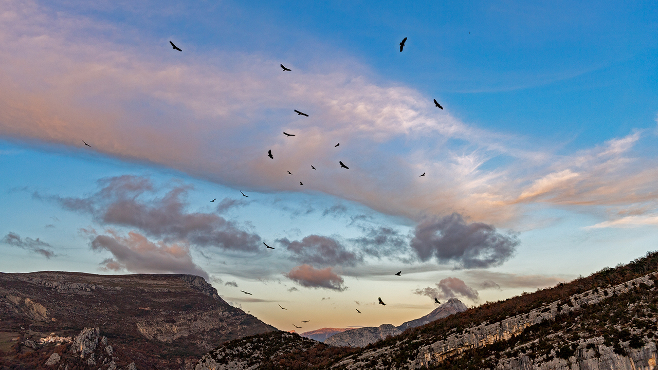 Bartgeier, Gypaète Barbu, Quebrantahuesos, Lämmergeier, Lammergeier, 