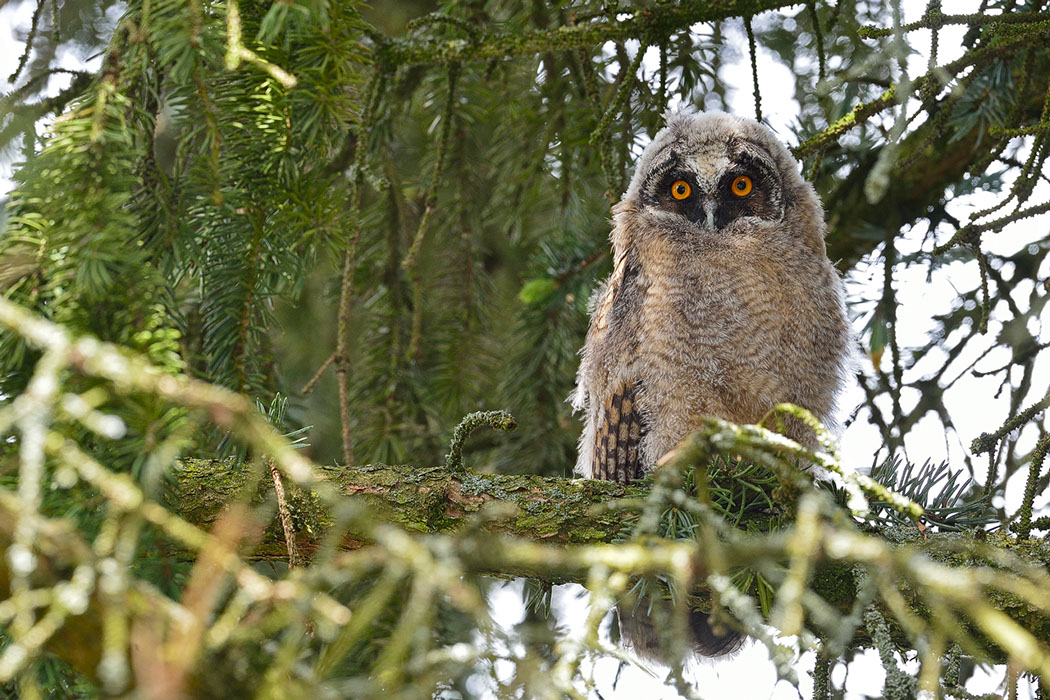 Hibou moyen-duc, Waldohreule, Gufo comune, Long-eared Owl&nbsp; 