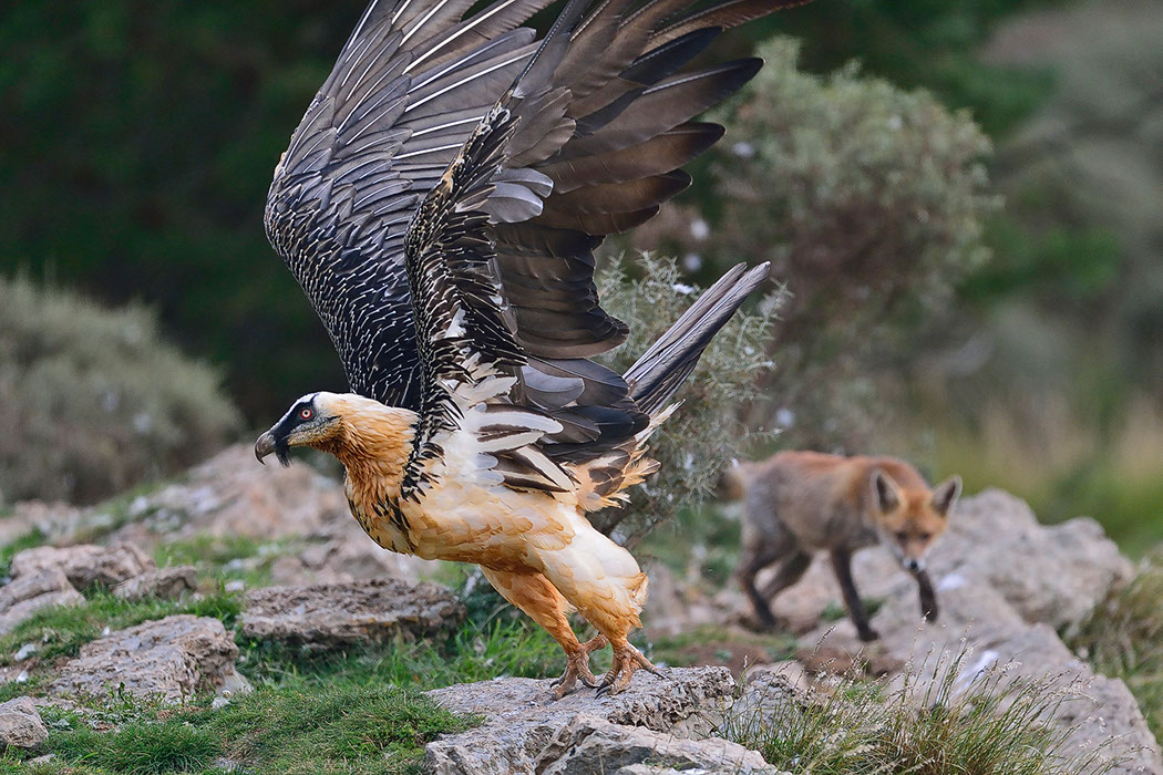 Bartgeier, Gypaète Barbu, Quebrantahuesos, Lämmergeier, Lammergeier, 
