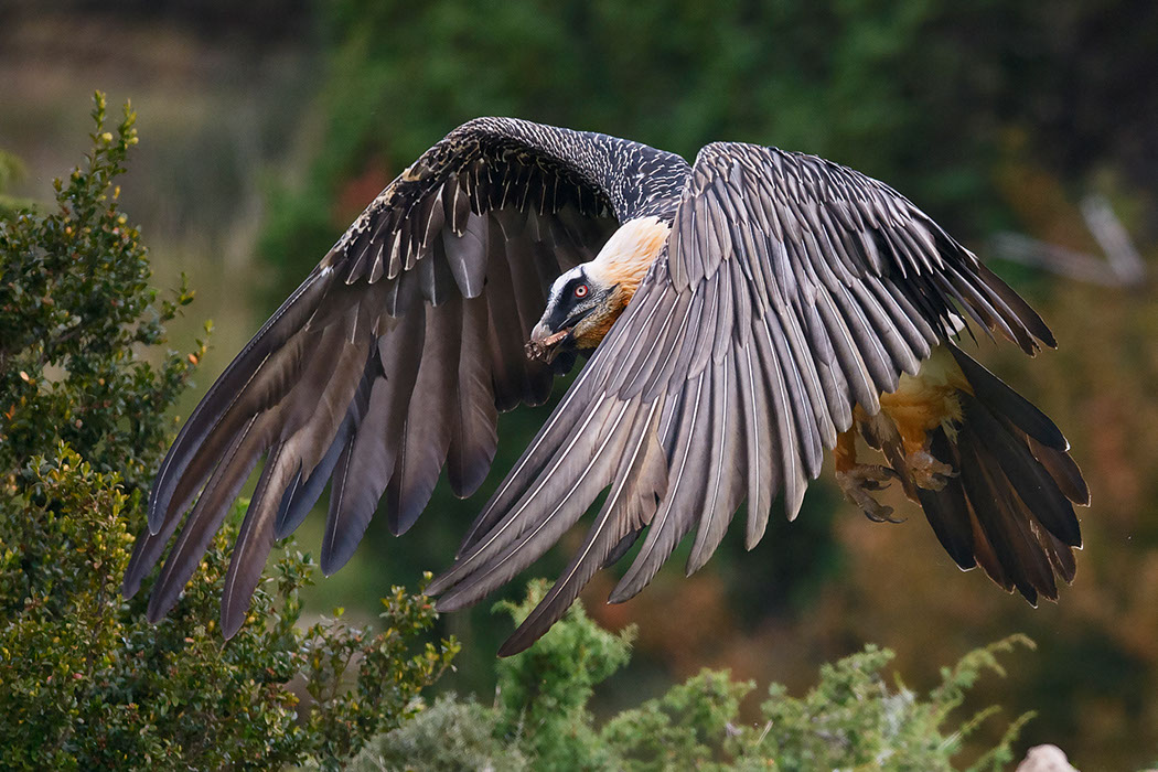 Bartgeier, Gypaète Barbu, Quebrantahuesos, Lämmergeier, Lammergeier, 