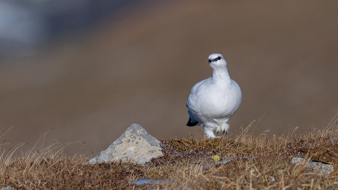 Bartgeier, Gypaète Barbu, Quebrantahuesos, Lämmergeier, Lammergeier, 