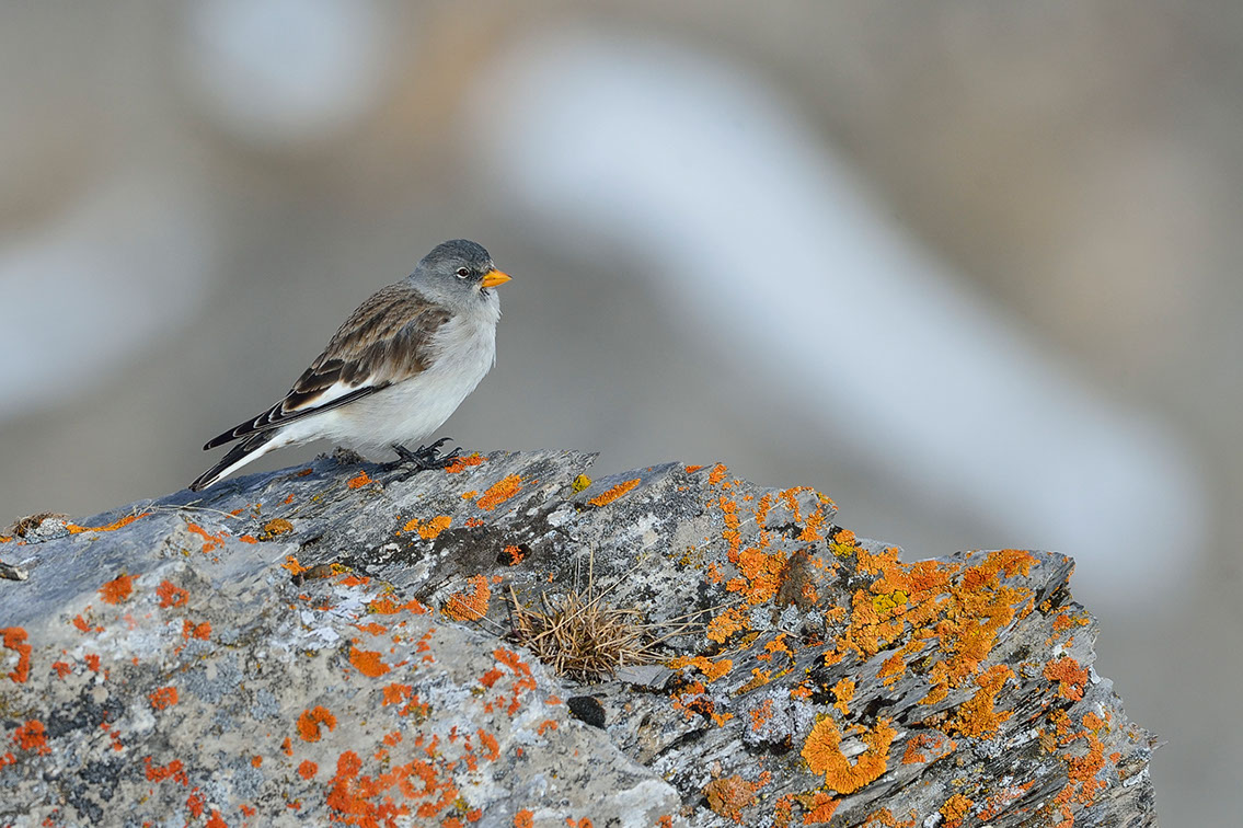 Bartgeier, Gypaète Barbu, Quebrantahuesos, Lämmergeier, Lammergeier, 