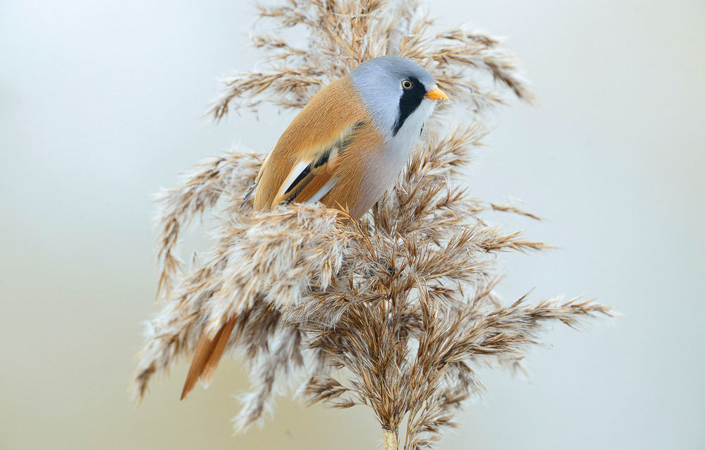 Bartgeier, Gypaète Barbu, Quebrantahuesos, Lämmergeier, Lammergeier, 
