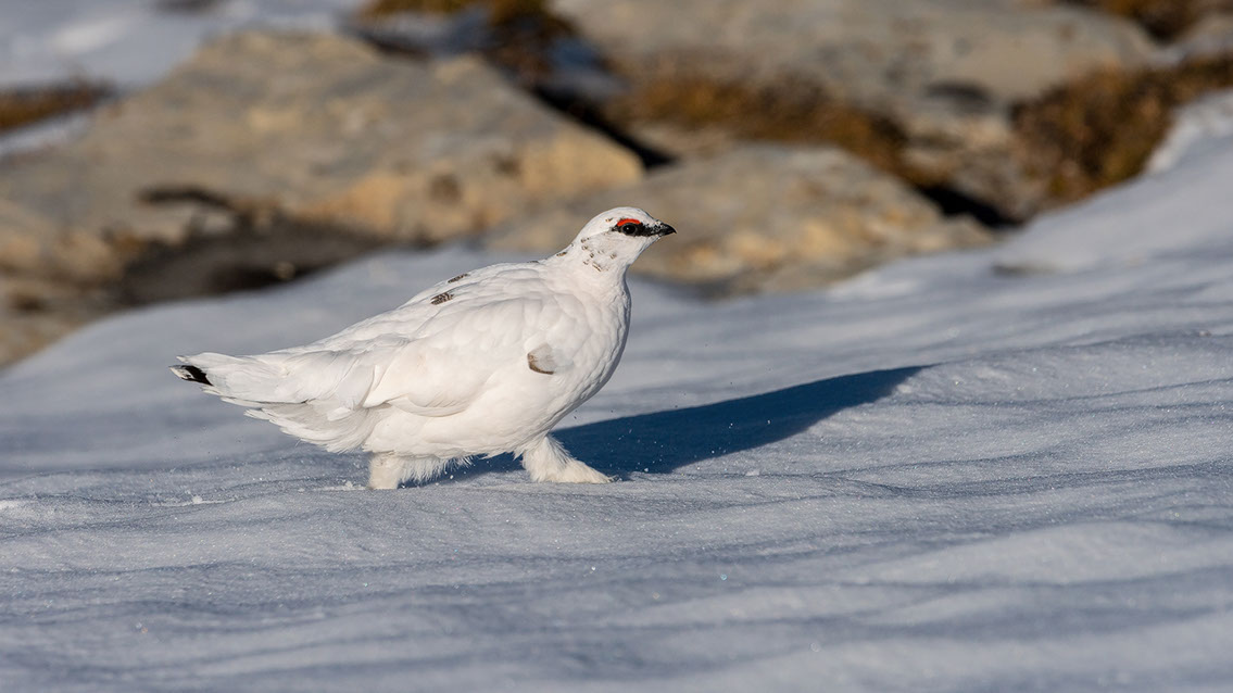 Bartgeier, Gypaète Barbu, Quebrantahuesos, Lämmergeier, Lammergeier, 