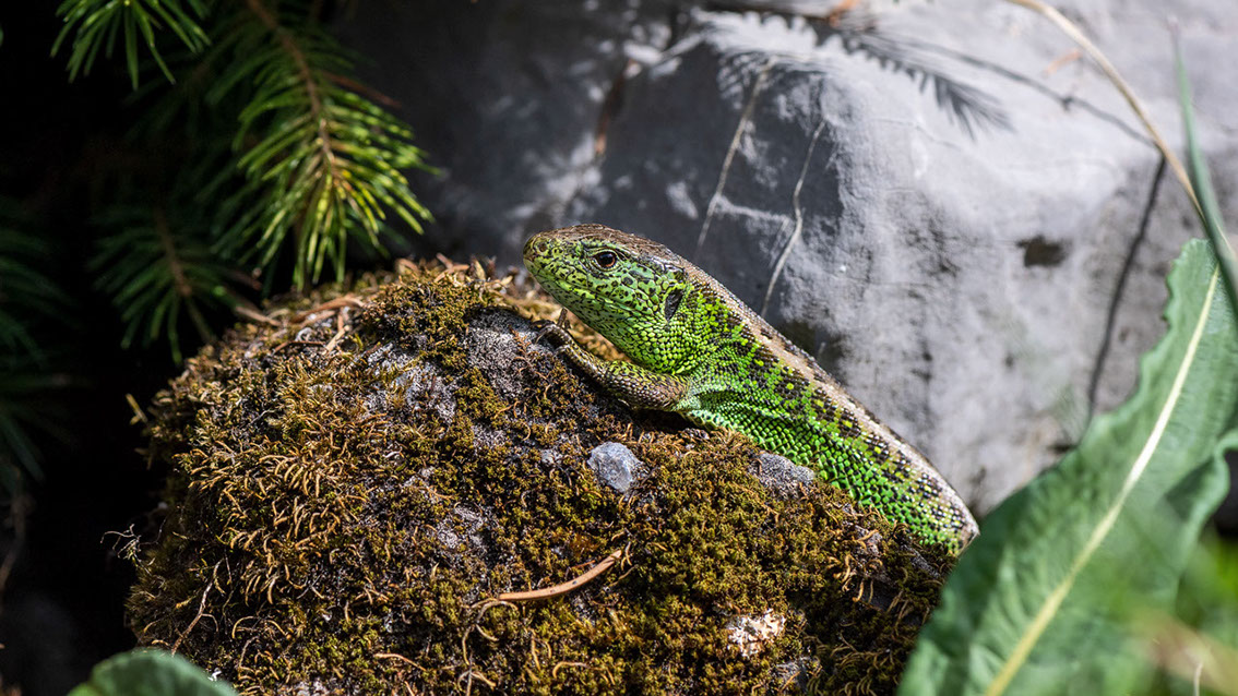 Bartgeier, Gypaète Barbu, Quebrantahuesos, Lämmergeier, Lammergeier, 