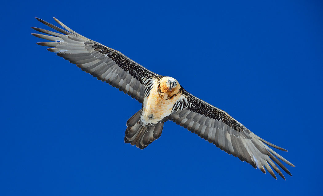 Bartgeier, Gipeto, Lammergeier, Bearded Vulture, Gypaète, Gypaetus barbatus, fliegend, sitzend, Alpen, Swiss Alps, 