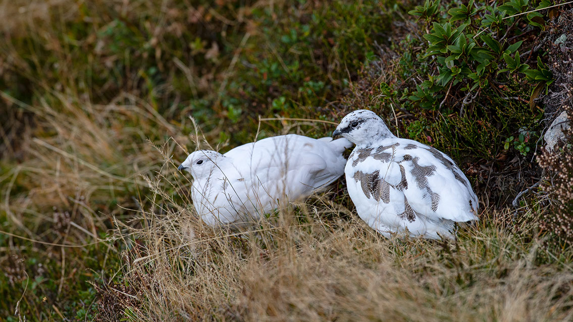 Bartgeier, Gypaète Barbu, Quebrantahuesos, Lämmergeier, Lammergeier, 