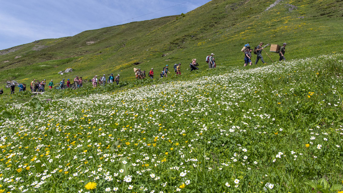 Bartgeier, Gypaète Barbu, Quebrantahuesos, Lämmergeier, Lammergeier, 