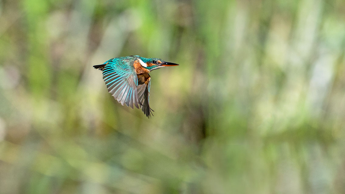 Bartgeier, Gypaète Barbu, Quebrantahuesos, Lämmergeier, Lammergeier, 