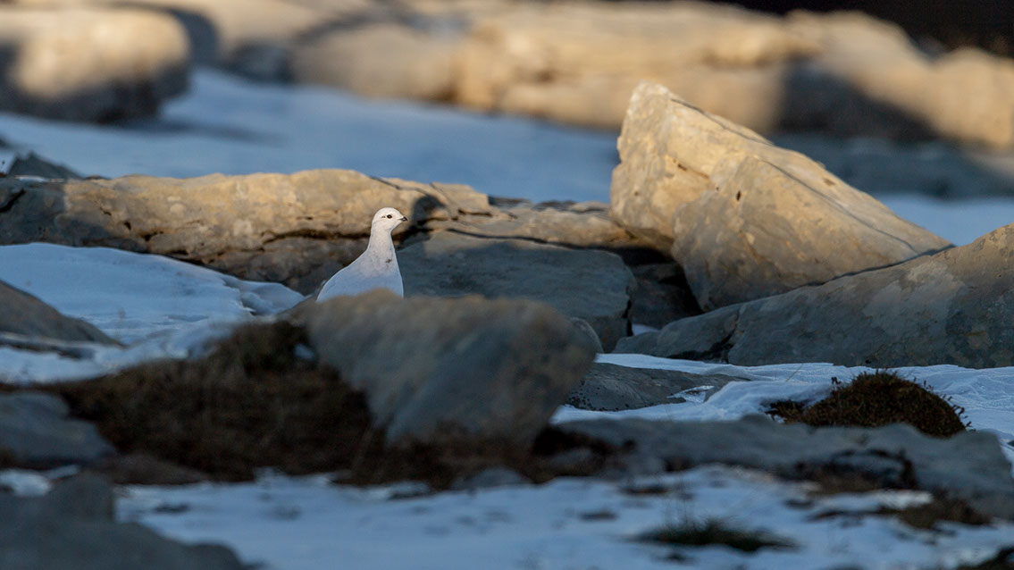 Bartgeier, Gypaète Barbu, Quebrantahuesos, Lämmergeier, Lammergeier, 