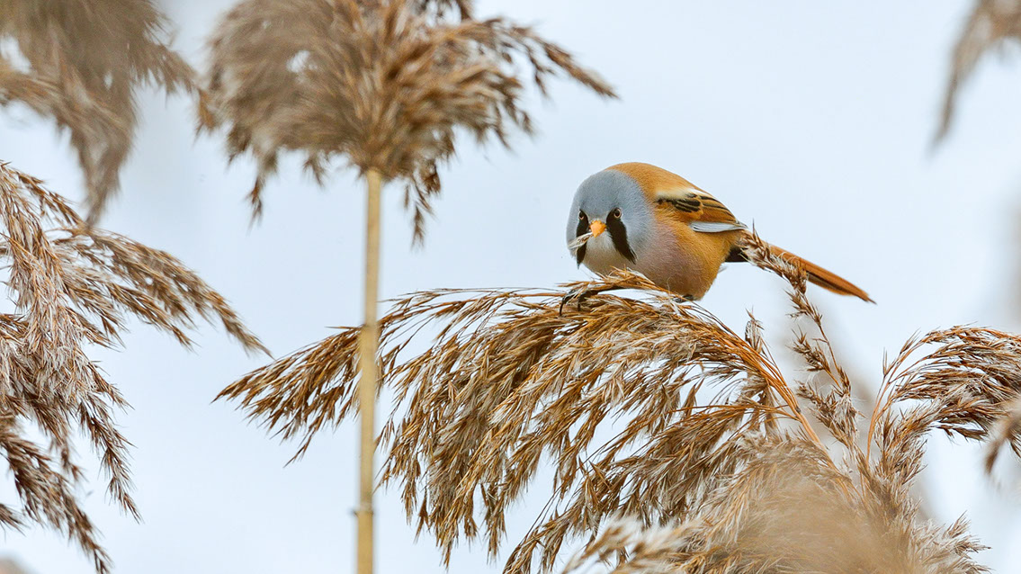 Bartgeier, Gypaète Barbu, Quebrantahuesos, Lämmergeier, Lammergeier, 