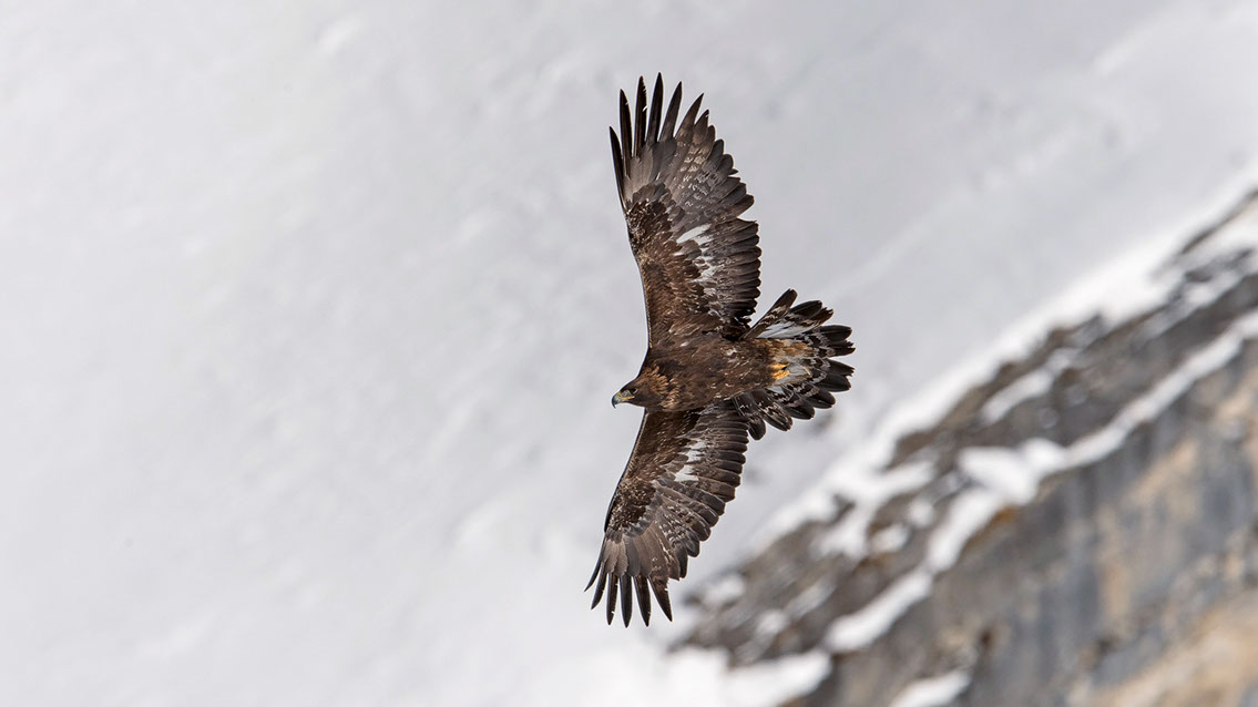 Bartgeier, Gypaète Barbu, Quebrantahuesos, Lämmergeier, Lammergeier, 