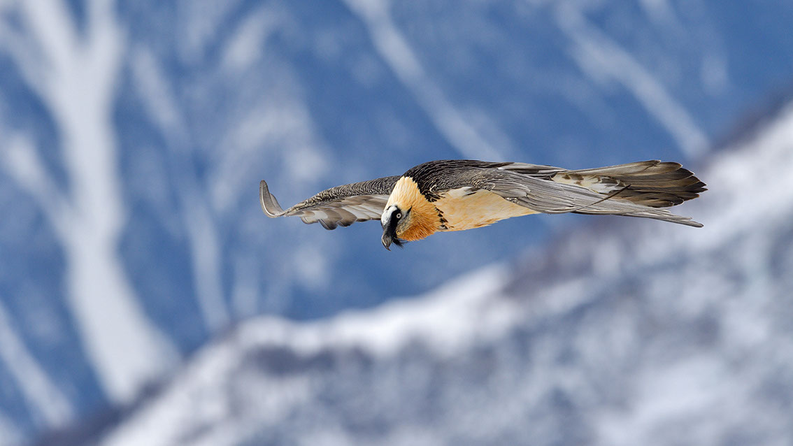 Bartgeier Schweiz Alpen fliegend Adult Gyaéte en vol Lammergeier Bearded Vulture