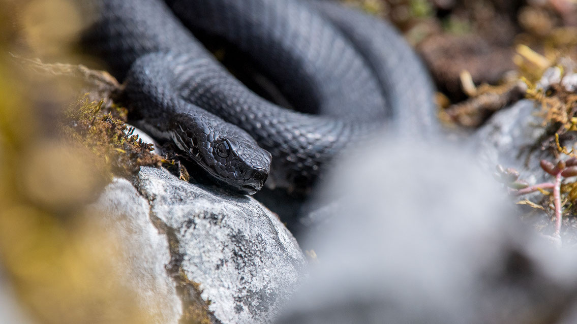 Bartgeier, Gypaète Barbu, Quebrantahuesos, Lämmergeier, Lammergeier, 