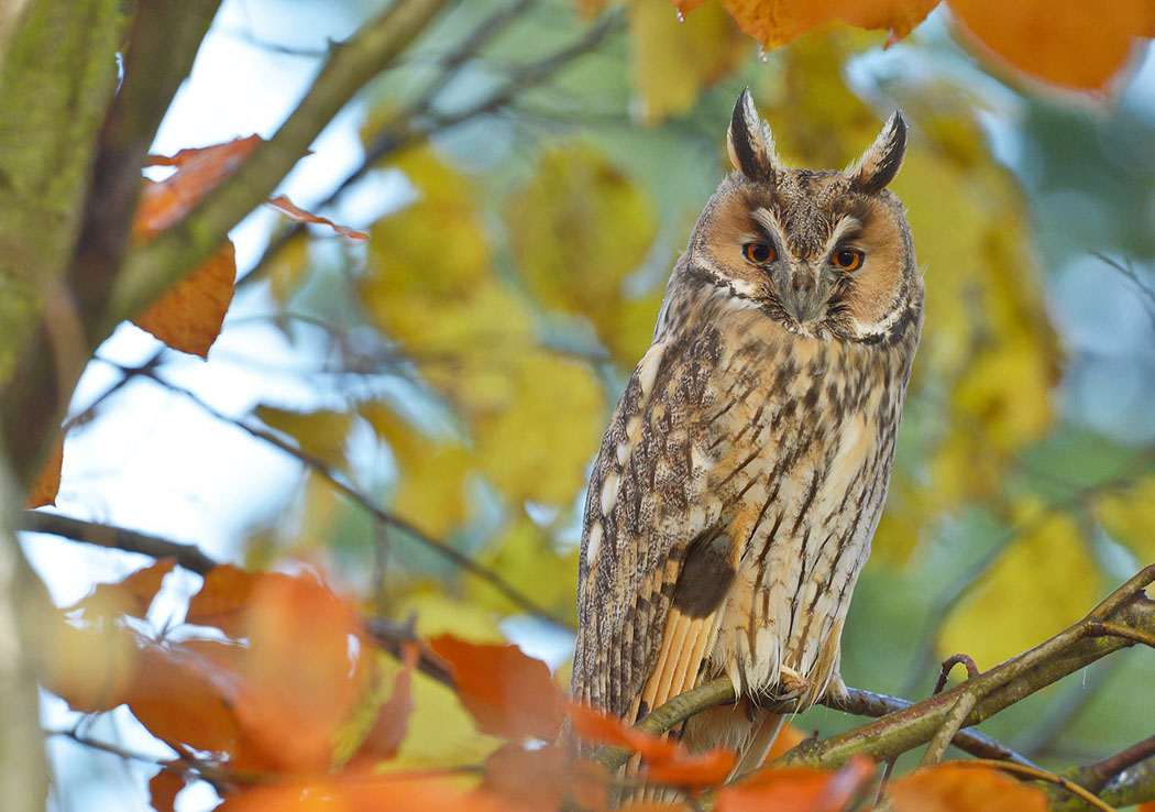 Hibou moyen-duc, Waldohreule, Gufo comune, Long-eared Owl 