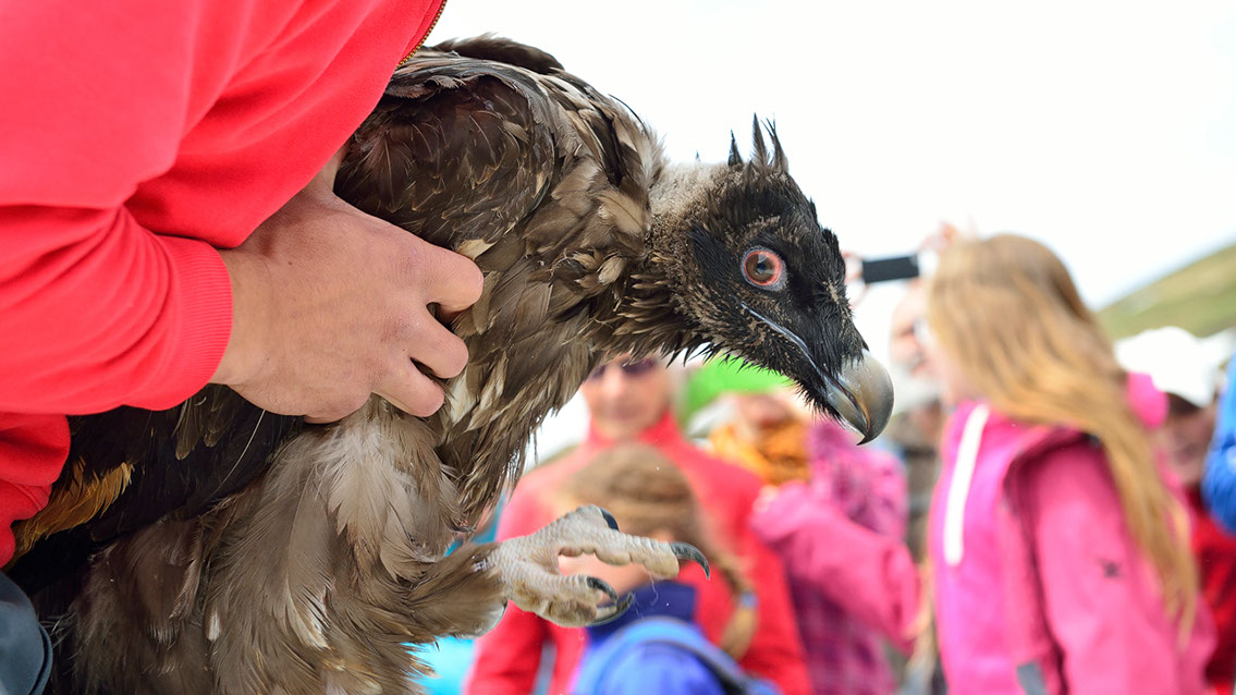 Bartgeier, Gypaète Barbu, Quebrantahuesos, Lämmergeier, Lammergeier, 