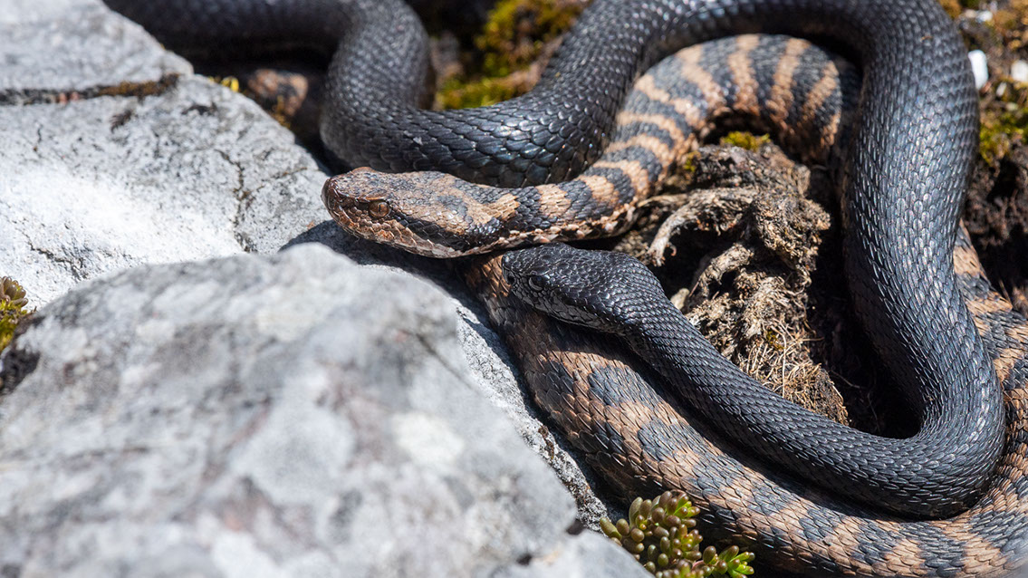 Bartgeier, Gypaète Barbu, Quebrantahuesos, Lämmergeier, Lammergeier, 