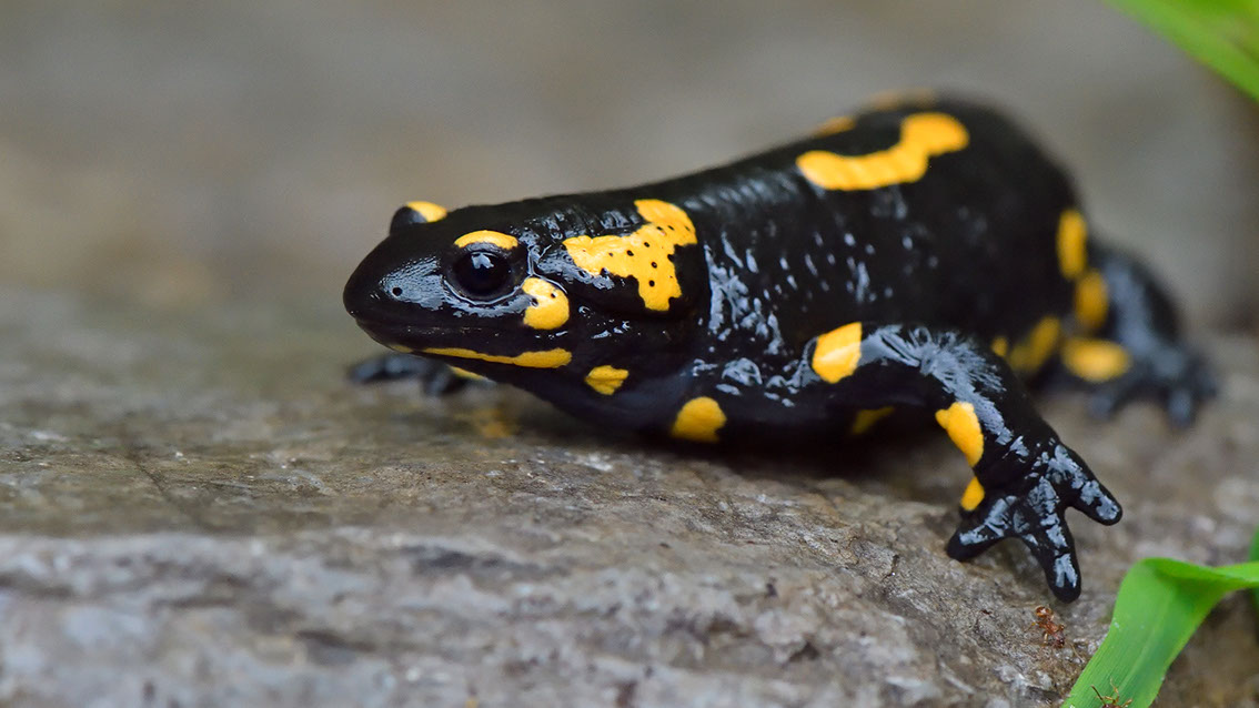 Bartgeier, Gypaète Barbu, Quebrantahuesos, Lämmergeier, Lammergeier, 