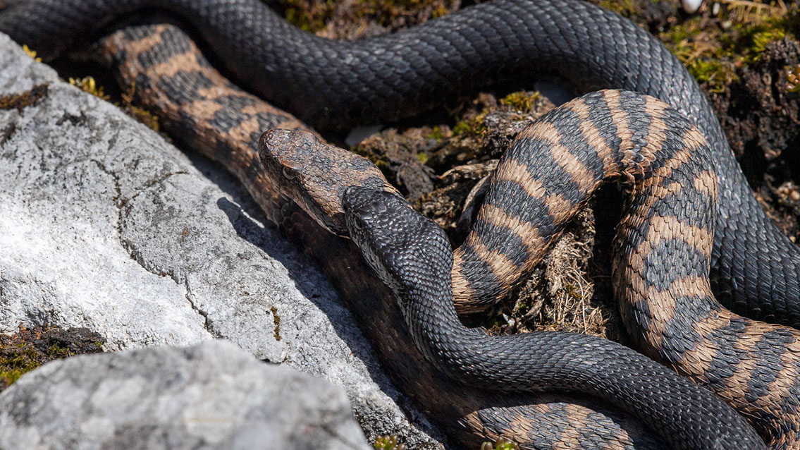 Bartgeier, Gypaète Barbu, Quebrantahuesos, Lämmergeier, Lammergeier, 