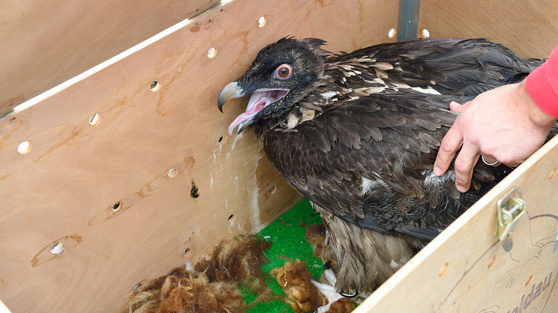 Bartgeier, Gypaète Barbu, Quebrantahuesos, Lämmergeier, Lammergeier, 