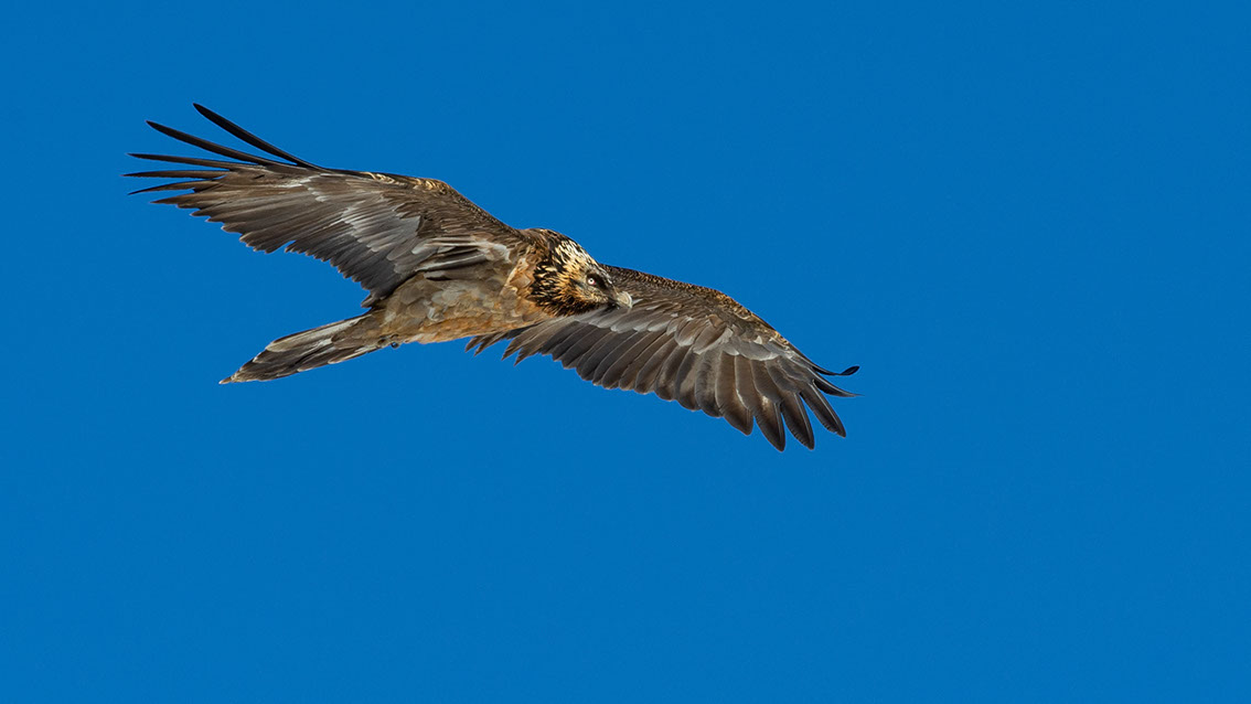 Bartgeier, Gipeto, Lammergeier, Bearded Vulture, Gypaète, Gypaetus barbatus, fliegend, sitzend, Alpen, Swiss Alps, 4 Kalenderjahr