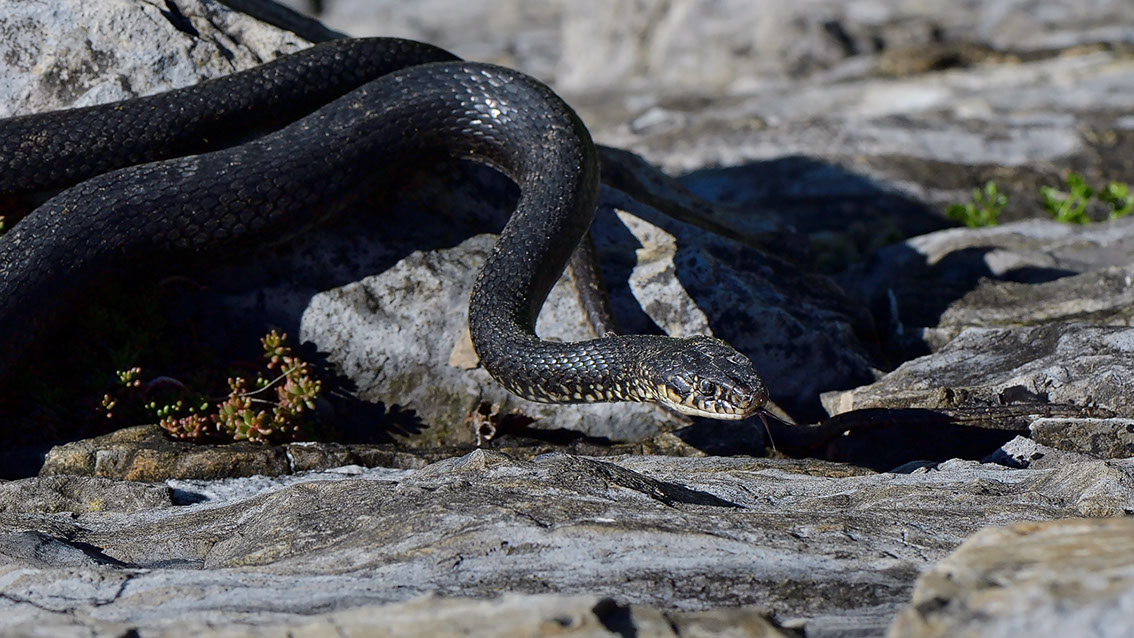 Bartgeier, Gypaète Barbu, Quebrantahuesos, Lämmergeier, Lammergeier, 